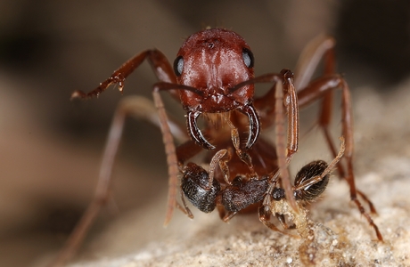 Ameisen - © Gernot Kunz